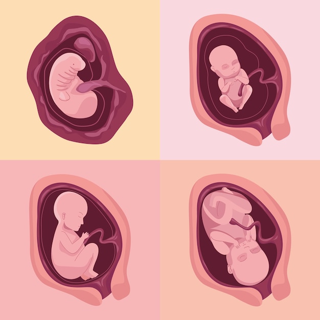 Four embryo development icons