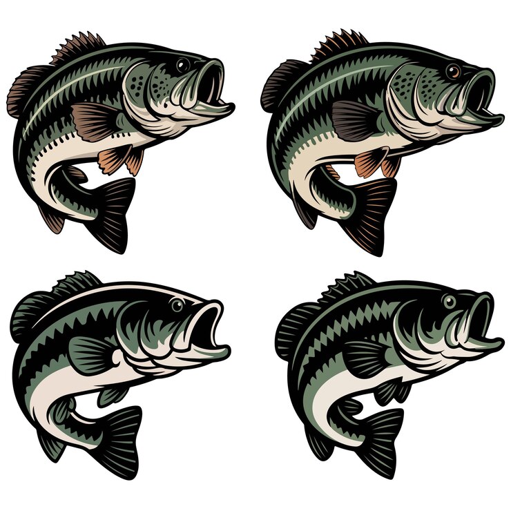 Four illustrations of jumping bass fish