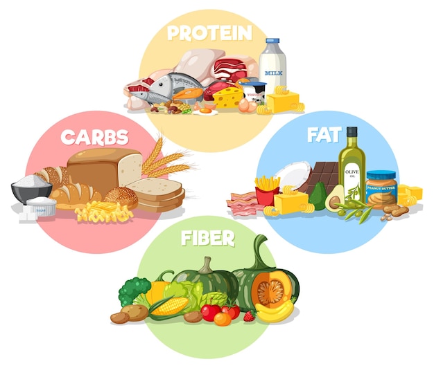 Vector the four main food groups