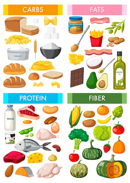 Vector the four main food groups