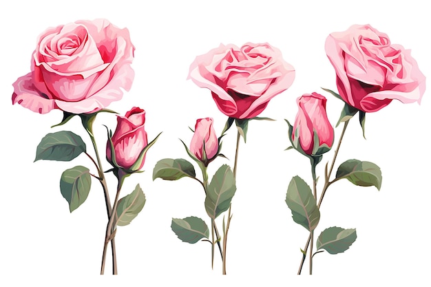 白い背景の4つのピンクのバラ