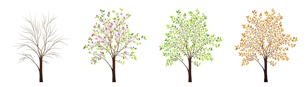 Vector four seasons of tree vector