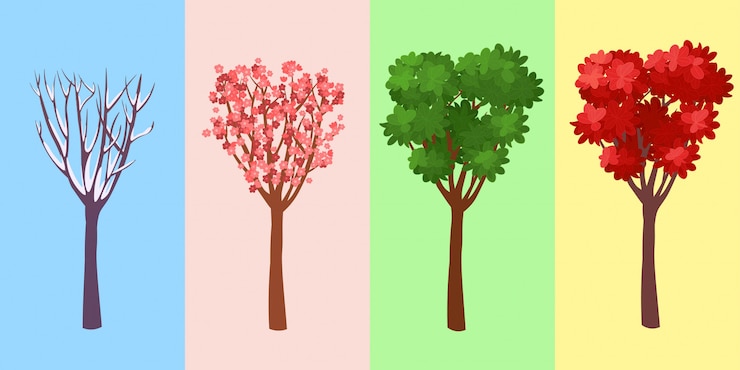 Vector four seasons tree. winte. spring. summer. autumn. vector illustration.