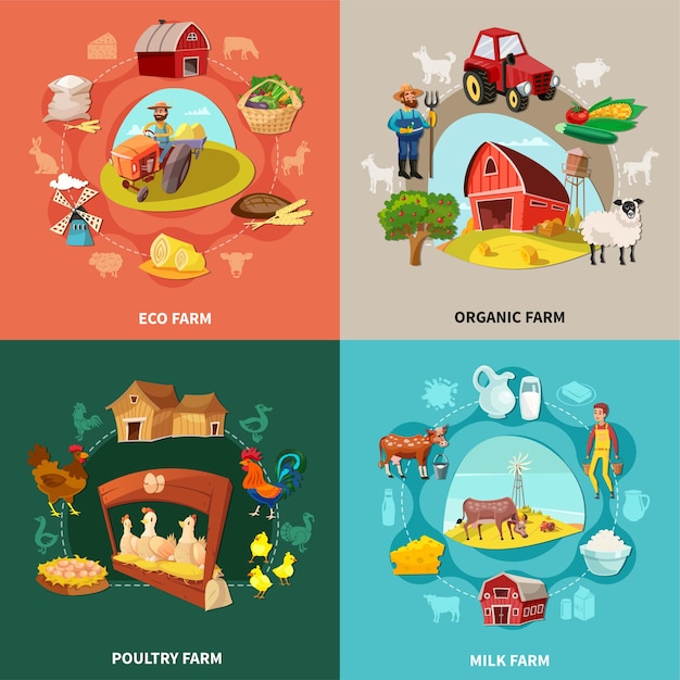 Four squares farm cartoon concept set with eco organic milk and poultry farms descriptions illustration