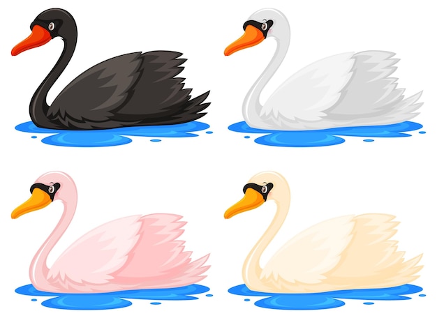 Four swans in different colours