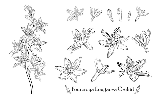 Vector fourcroya longaeva orchid