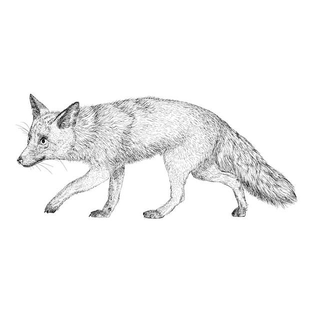 Fox-afbeelding in de hand getrokken ontwerp