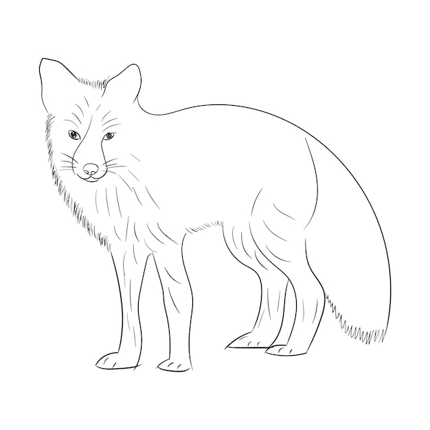 フォックス・ライン・アート ベクトル・イラスト 野生動物の絵