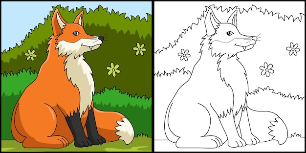 Fox Coloring Page Colored Illustration