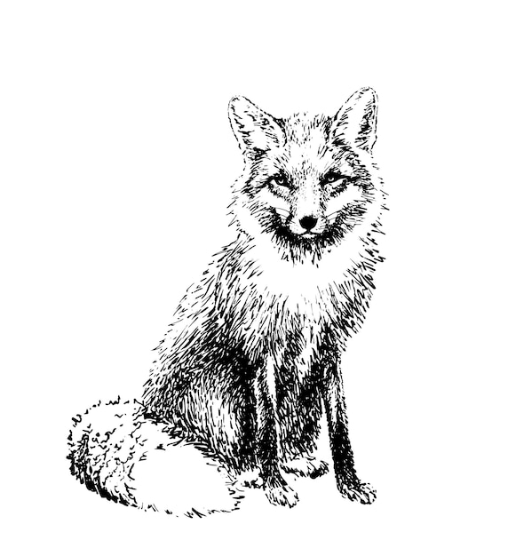 Vector fox engraved illustration vector