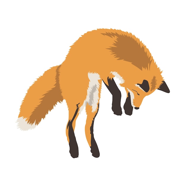 A fox is jumping on a white background.