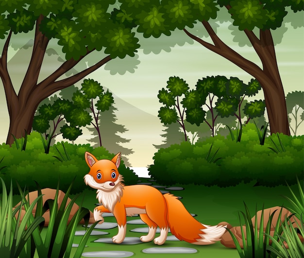 A fox looking for prey at forest scene