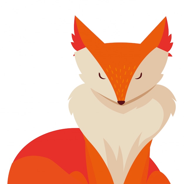 Fox mammal animal