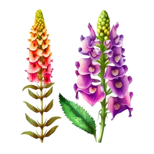 ジギタリスの花の水彩絵の具コレクション