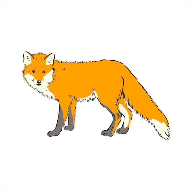 FoxvectorimagefulllengthワイルドレッドFoxベクトルイラスト