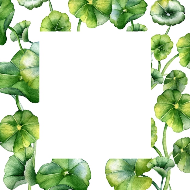 Frame of centella asiatica herbal plants watercolor illustration isolated on white Pennywort gotu