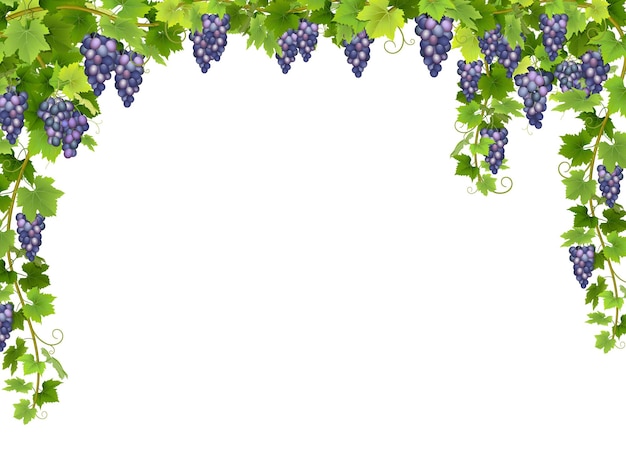 Frame from hanging bunches of ripe blue grapes with branches and leaves