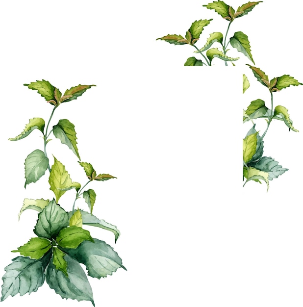 frame of nettle stem herbal plant watercolor illustration isolated on white background urtica