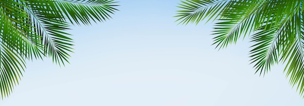 Vector frame with green palm tree leaves and blue sky