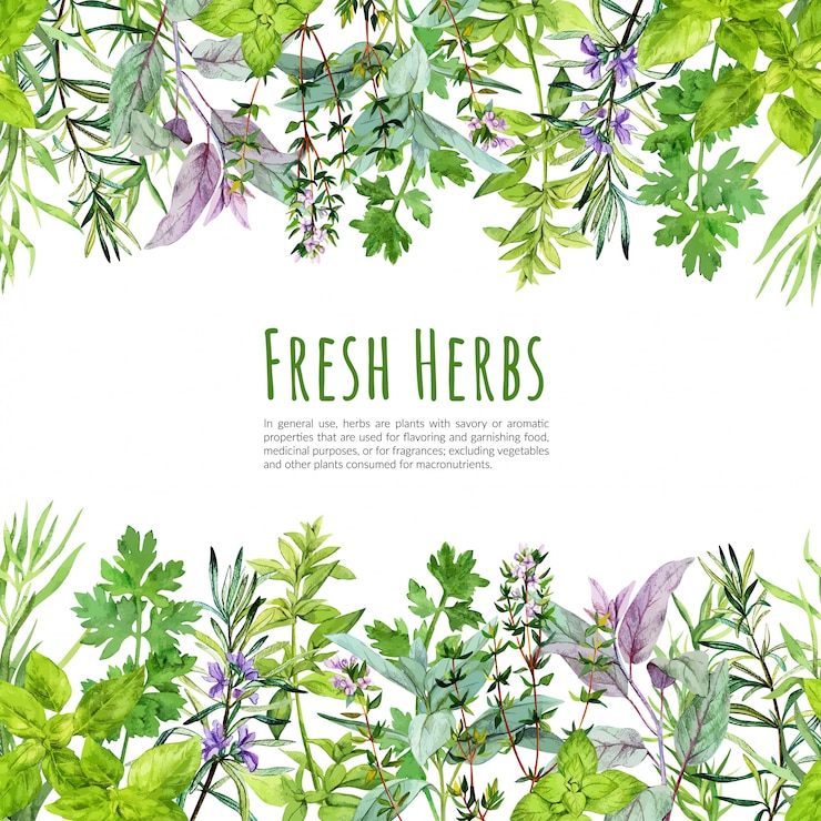 Vector frame with watercolor kitchen herbs and plants