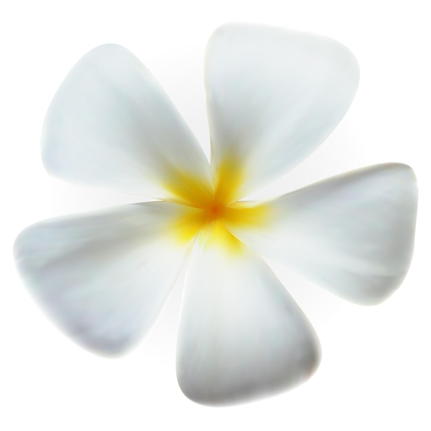 Vector frangipani bloem geïsoleerd op witte vector afbeelding