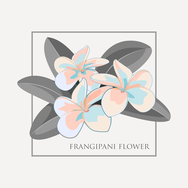 frangipani bloem illustratie