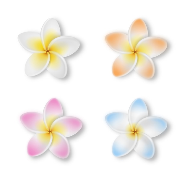 Frangipani 꽃 흰색 절연입니다. 잎과 화려한 Plumeria 꽃