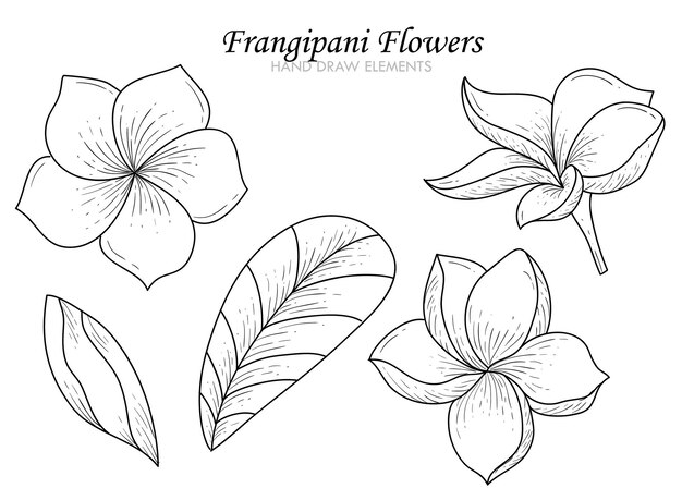 Frangipani или plumeria flowers hand draw elements