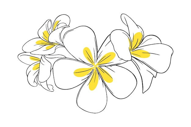 Vector frangipani or plumeria tropical flower for leis engraved frangipani with yellow petals isolated