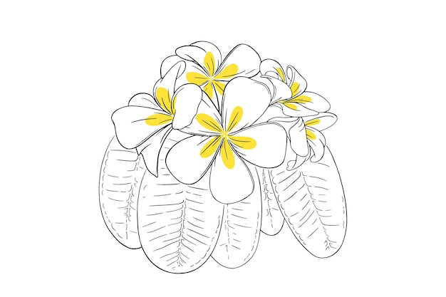 Frangipani tropical flower with leaves hand drawn plumeria isolated in white background