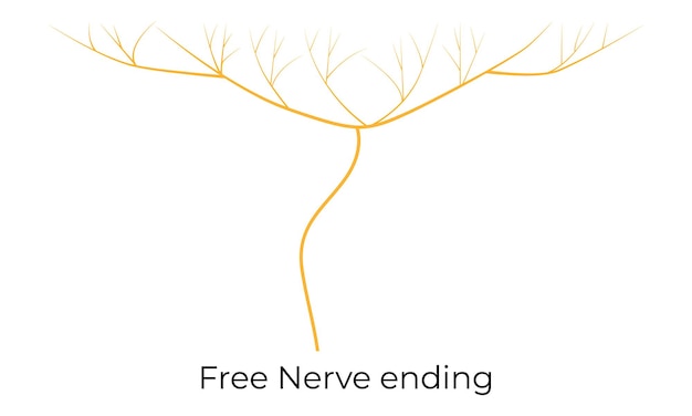 Vector free nerve ending vector illustration