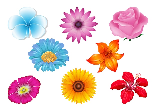 Vector free vector beautiful colorful flower set on white background