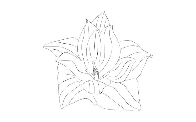 Vector free vector beautiful hand drawing and sketch of a tulip flower