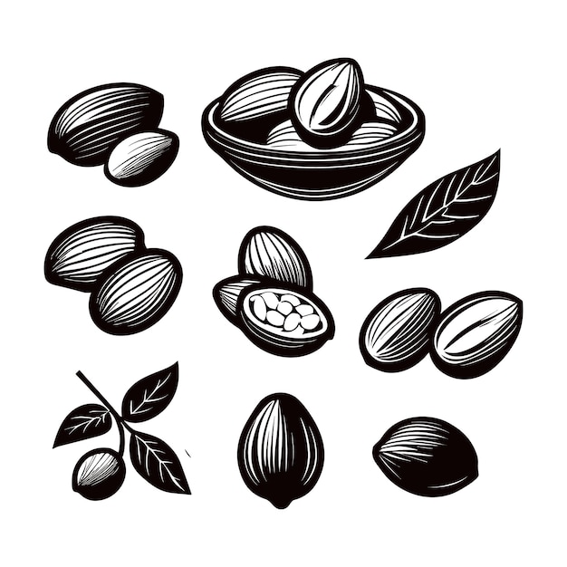 Free vector coffee beans sketch