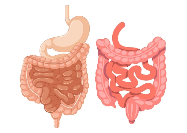 Vector free vector digestive system liver illustrations