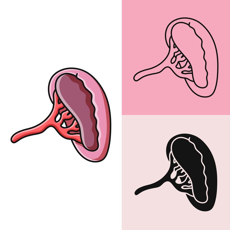 Vector free vector doodle illustration of a healthy human kidney logo