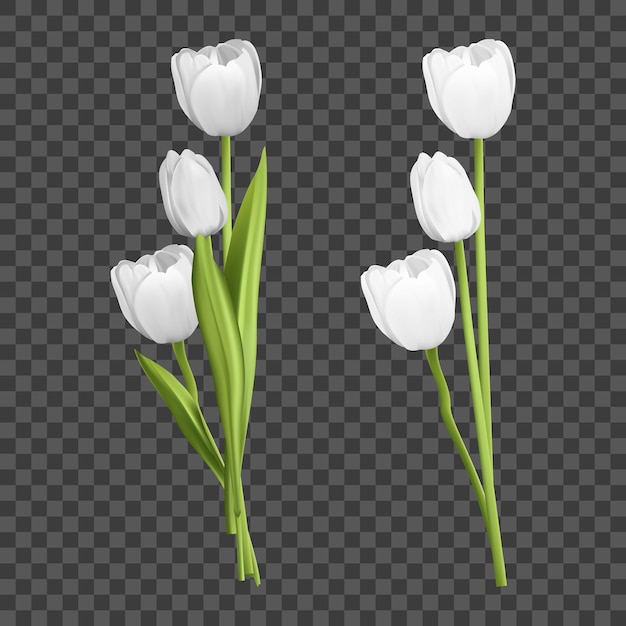 Free vector illustration bouquet of tulips