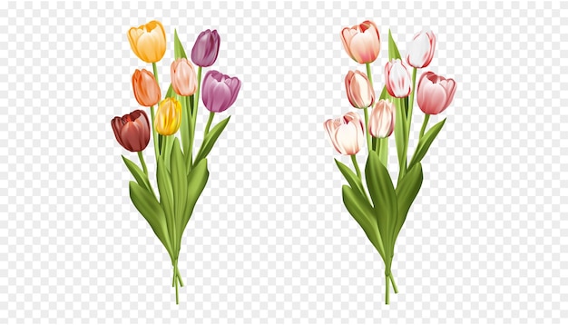 Free vector illustration bouquet of tulips