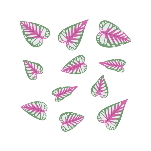 Free vector illustration of caladium leaf