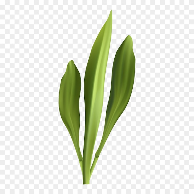 Free vector illustration tulip leaf