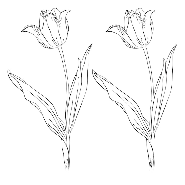 Free Vector line art and hand drawing flower art black and white flat design simple flower