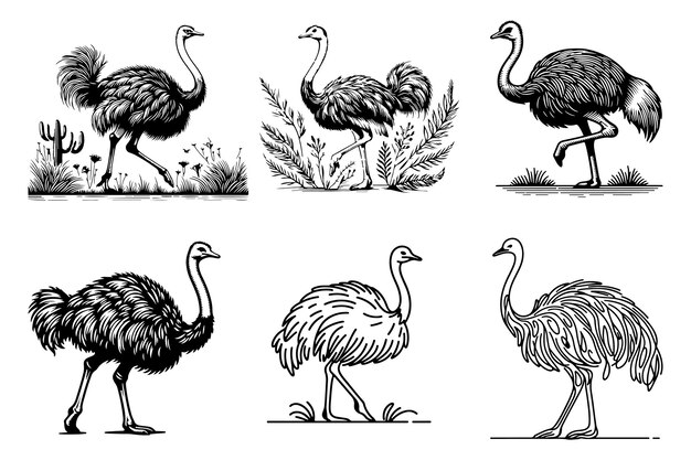 Vector free vector ostrich bird line art silhouette vector style illustration