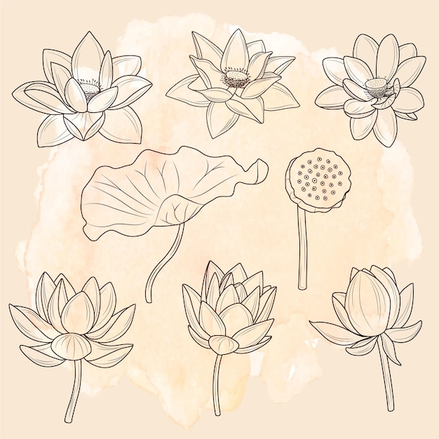 Vector free vector realistic lotus flowers