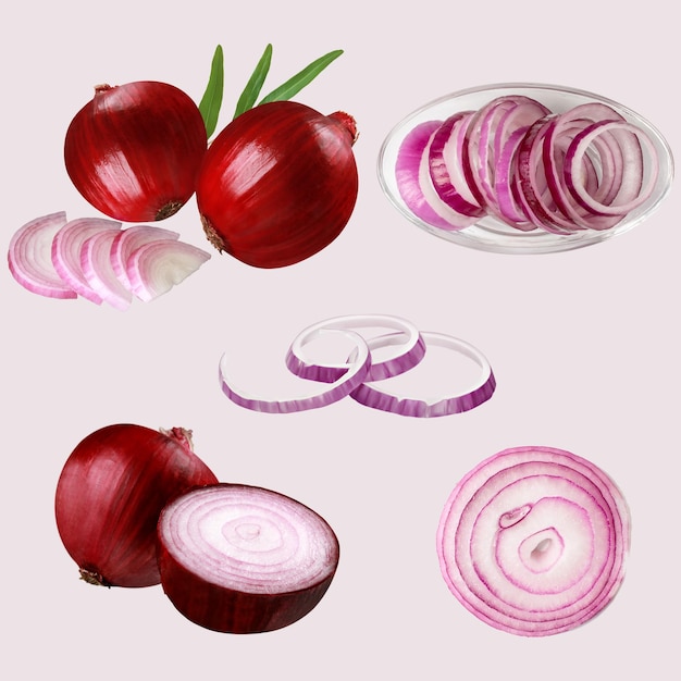 free vector realistic onion illustration