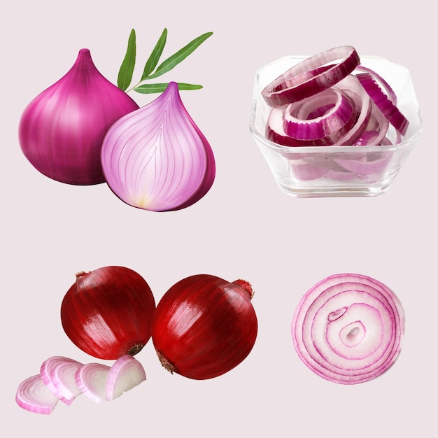 Free vector realistic onion illustration