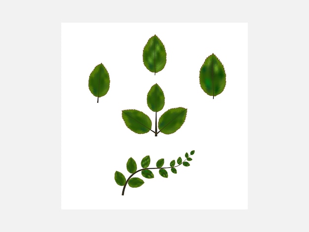 Vector free vector rose leaf illustration