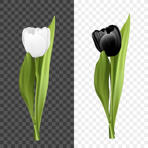 Free vector single tulips