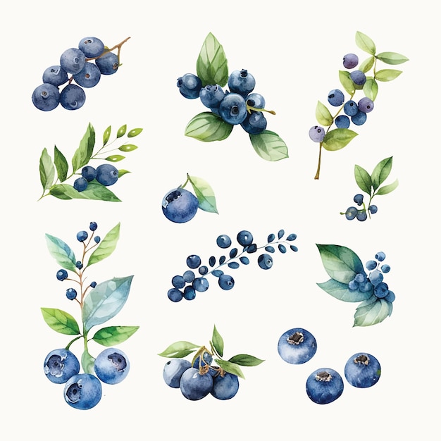 Vector free vector  watercolor blueberry set