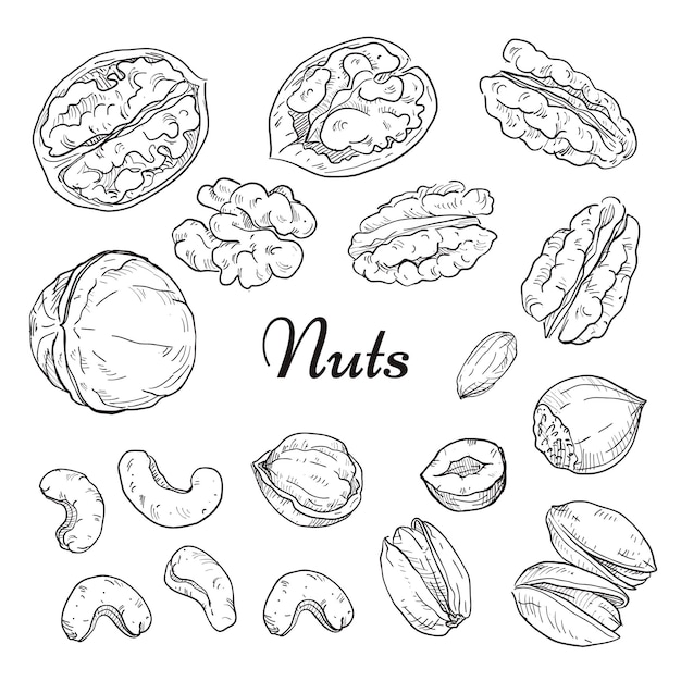 Vector freehand drawing nuts. pistachios, cashews, peanuts, almonds, seeds, chestnut, pine nuts.