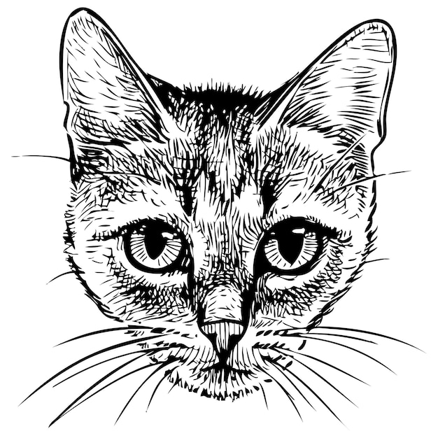 Freehand drawing of portrait small domestic kitten